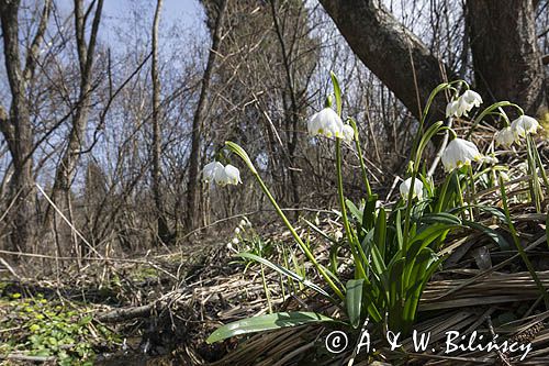 Śnieżyca wiosenna, Leucoium vernum, zwana także gładyszkiem