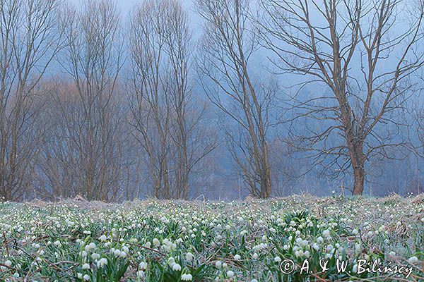 Rezerwat przyrody Śnieżyca wiosenna w Dwerniczku, Bieszczady, Leucojum vernum