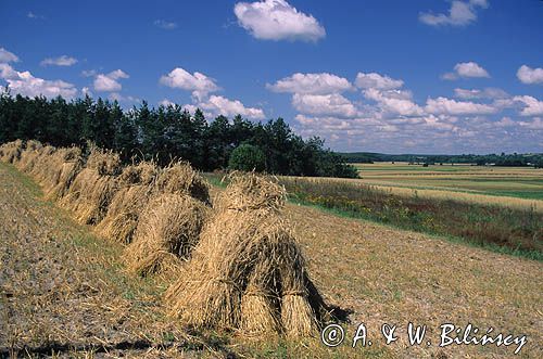 Poland, fields, sheafs, snopki zboża na polu, wyżyna Sandomierska