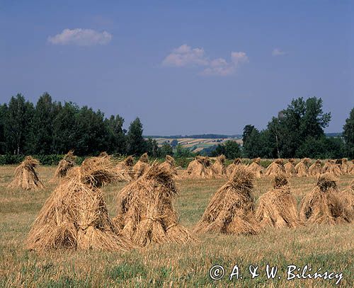 snopki zboża, Roztocze Środkowe