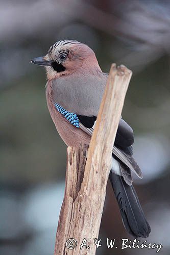 sójka Garrulus glandarius