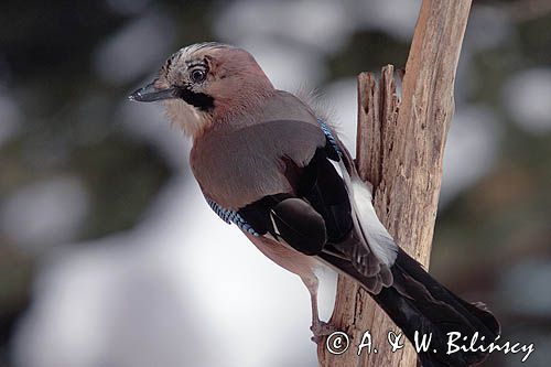 sójka Garrulus glandarius