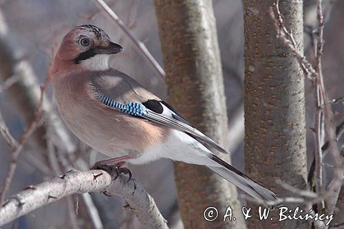 sójka Garrulus glandarius