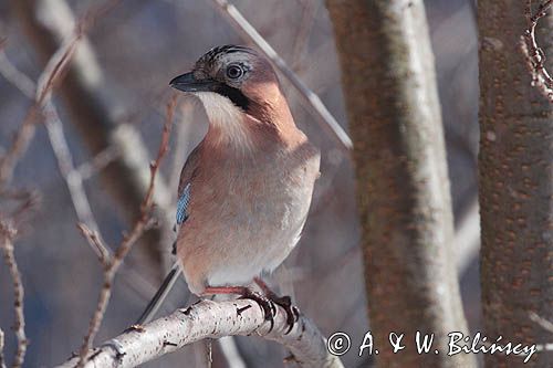 sójka Garrulus glandarius