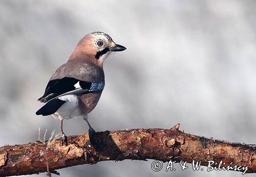 sójka Garrulus glandarius