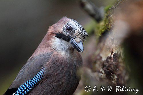 sójka Garrulus glandarius portret