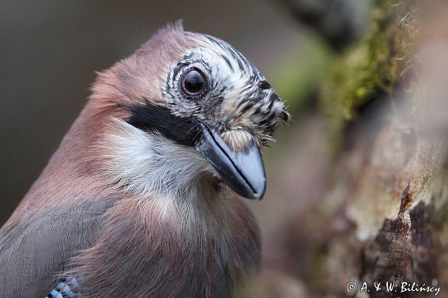 sójka Garrulus glandarius portret