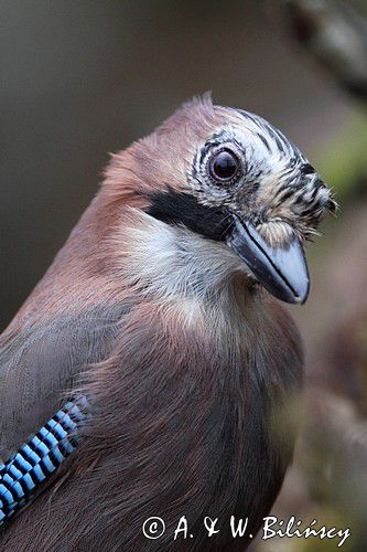 sójka Garrulus glandarius portret