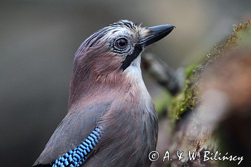 sójka Garrulus glandarius portret