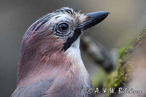 sójka Garrulus glandarius portret