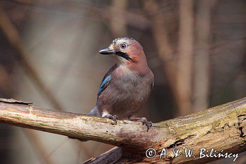 sójka Garrulus glandarius