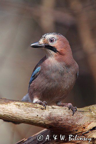 sójka Garrulus glandarius