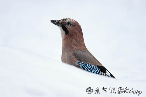 sójka Garrulus glandarius