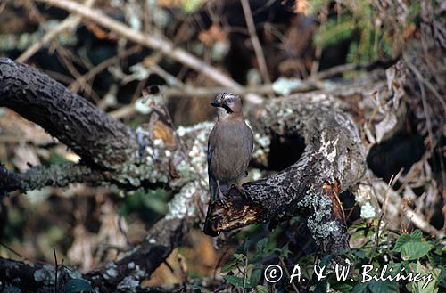 sójka, Garrulus glandarius