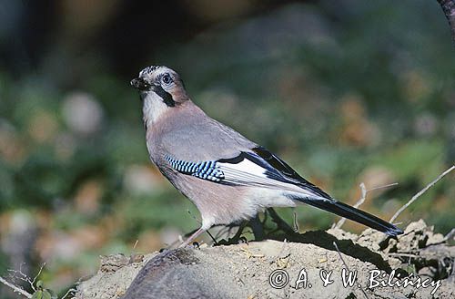 sójka, Garrulus glandarius