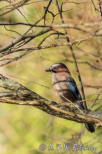 sójka Garrulus glandarius