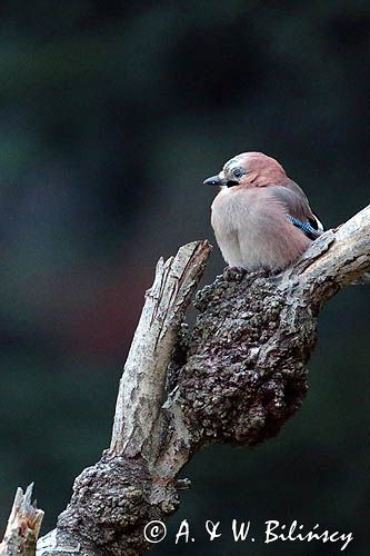 sójka Garrulus glandarius