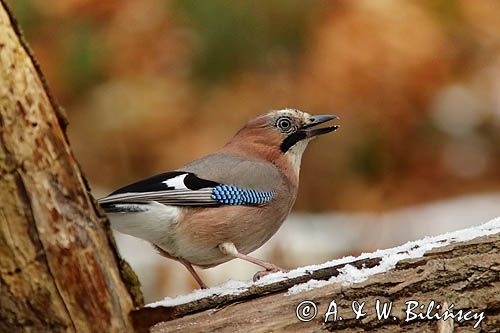 sójka Garrulus glandarius