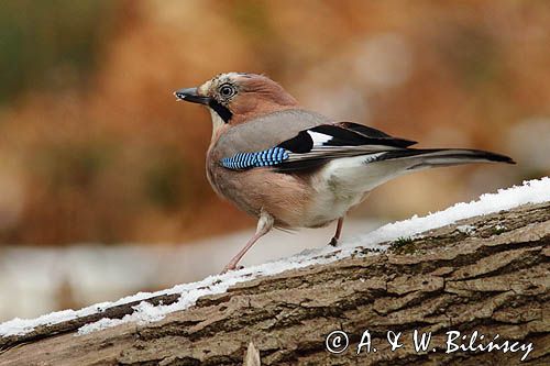 sójka Garrulus glandarius