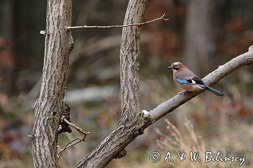 sójka Garrulus glandarius