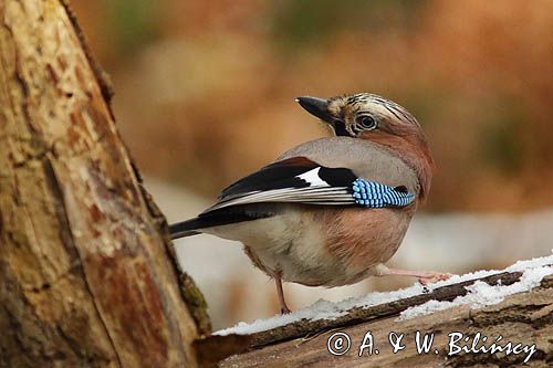 sójka Garrulus glandarius