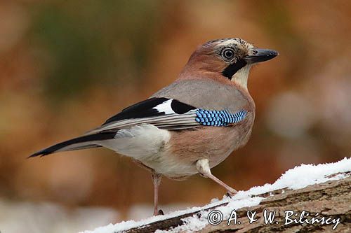 sójka Garrulus glandarius