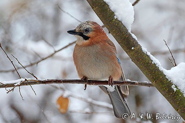 sójka Garrulus glandarius