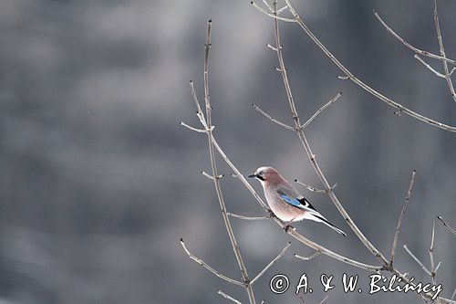 sójka Garrulus glandarius