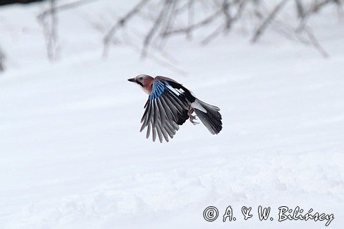 sójka Garrulus glandarius