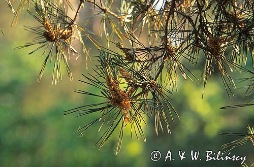 Sosna zwyczajna, Pinus sylvestris kwiatostany męskie