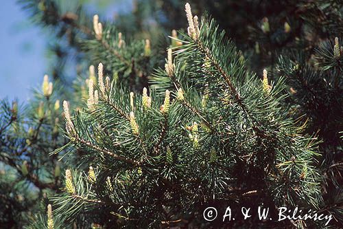 Sosna zwyczajna, Pinus sylvestris kwiatostany męskie