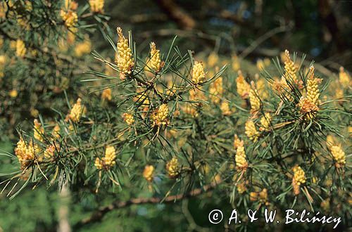 Sosna zwyczajna, Pinus sylvestris kwiatostany męskie