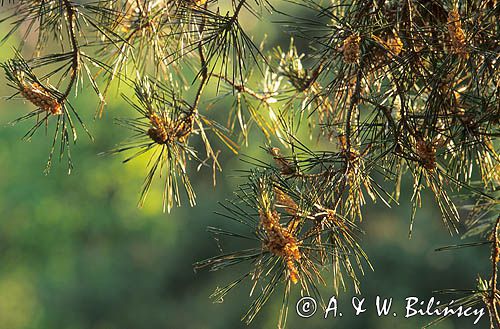 Sosna zwyczajna, Pinus sylvestris kwiatostany męskie