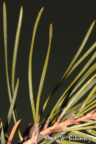 Pinus sylvestris, sosna zwyczajna, sosna pospolita, igły