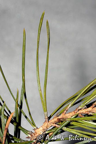 Pinus sylvestris, sosna zwyczajna, sosna pospolita, igły