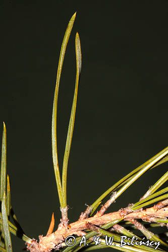 Pinus sylvestris, sosna zwyczajna, sosna pospolita, igły