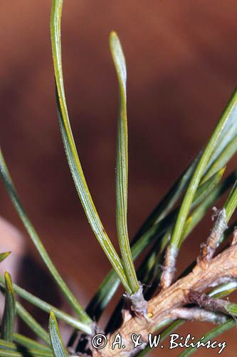 Pinus sylvestris, sosna zwyczajna, sosna pospolita, igły