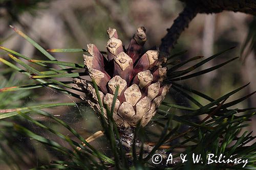Pinus sylvestris sosna zwyczajna) , sosna pospolita, gałązka z szyszkami