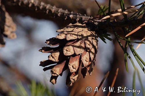Pinus sylvestris sosna zwyczajna) , sosna pospolita, gałązka z szyszkami