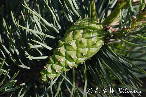 Pinus sylvestris sosna zwyczajna) , sosna pospolita, gałązka z szyszkami