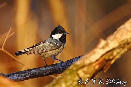 Sosnówka, sikora sosnówka, Periparus ater