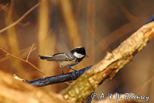 Sosnówka, sikora sosnówka, Periparus ater