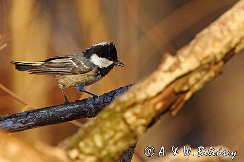 Sosnówka, sikora sosnówka, Periparus ater
