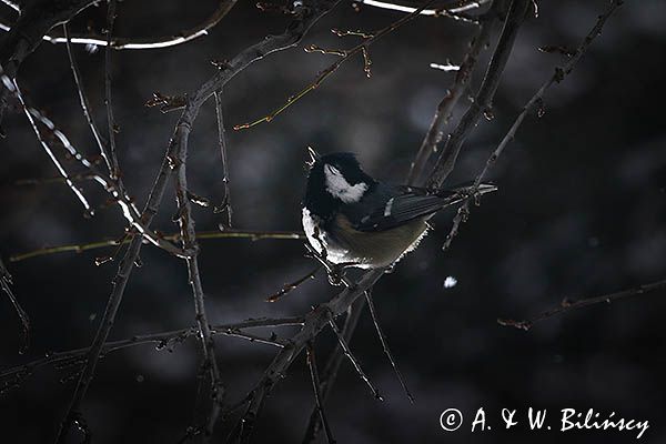 Sosnówka, sikora sosnówka, Periparus ater, Parus ater