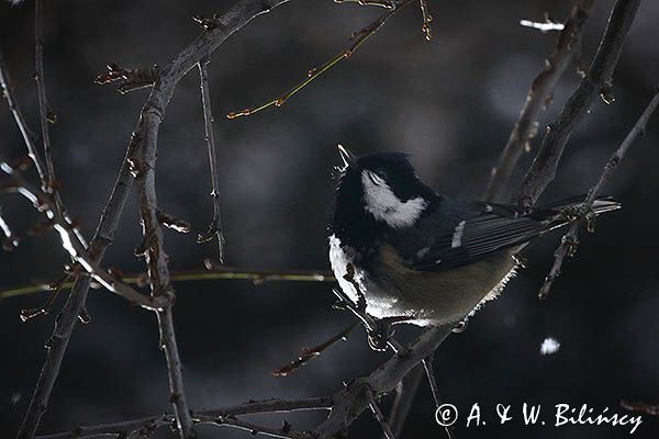 Sosnówka, sikora sosnówka, Periparus ater, Parus ater