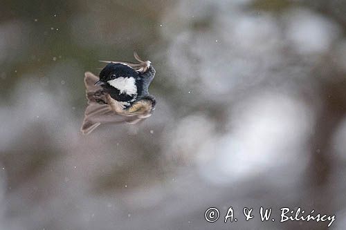 Sosnówka, sikora sosnówka, Periparus ater, Parus ater