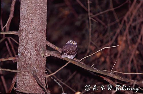 sóweczka, Glaucidium passerinum