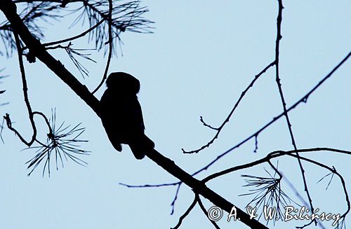 Sóweczka, Pygmy owl