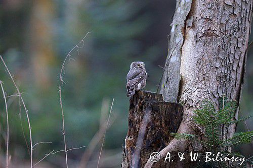 Sóweczka zwyczajna, sóweczka, Glaucidium passerinum