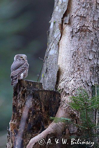 Sóweczka zwyczajna, sóweczka, Glaucidium passerinum